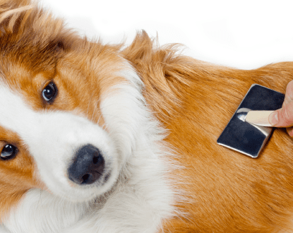 <p style="font-family: 'Poppins', sans-serif; font-weight: 700; font-size:24px;">DOG GROOMING</p>