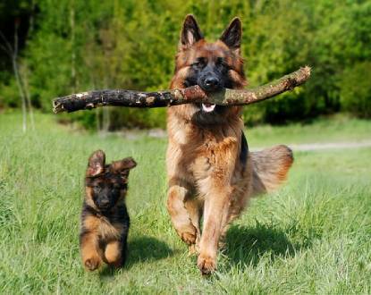 <p style="font-family: 'Poppins', sans-serif; font-weight: 700; font-size:24px;">DOG PARK</p>