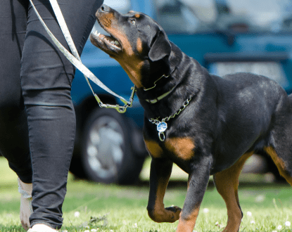 <p style="font-family: 'Poppins', sans-serif; font-weight: 700; font-size:24px;">DOG DAYCARE</p>