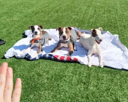 <p style="font-family: 'Poppins', sans-serif; font-weight: 700; font-size:24px;">DOG TRAINING</p>