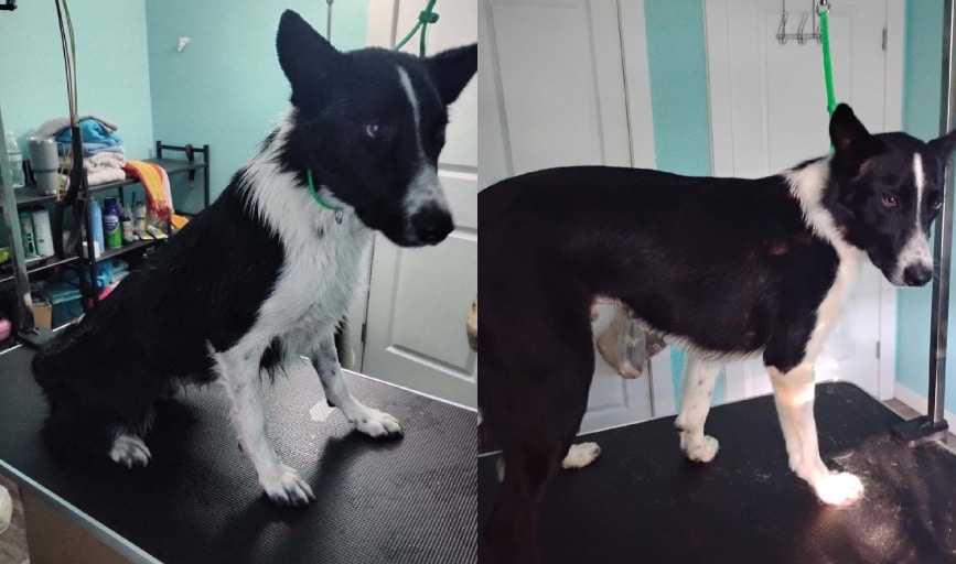 DOG GROOMING